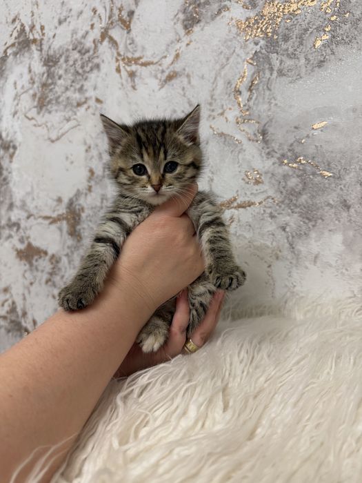 Продам шотландку окрас тигррвый