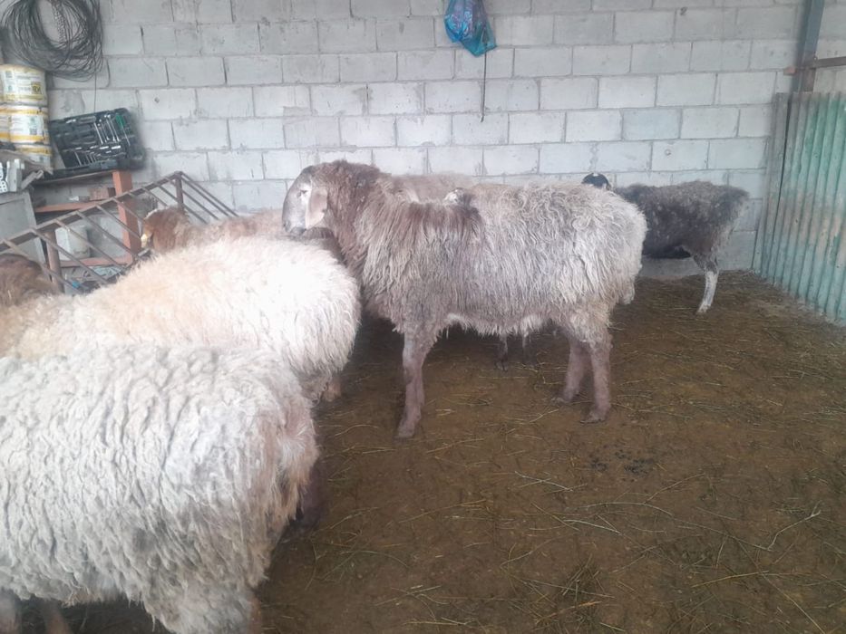 Продам баран кошкар на откорме