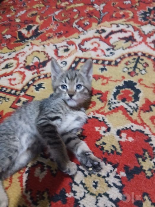 Бесплатно котята