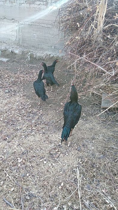 Kurk dakan tovuq sotiladi