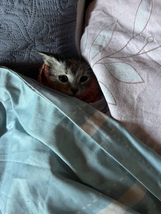 Котята бесплатно