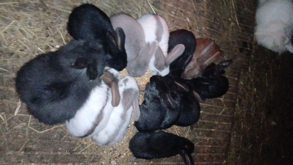 Disponibili iepuri diverse rase