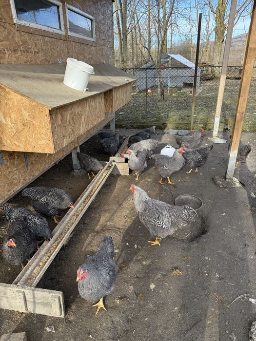 Cocosi rasa playmouth rock barat