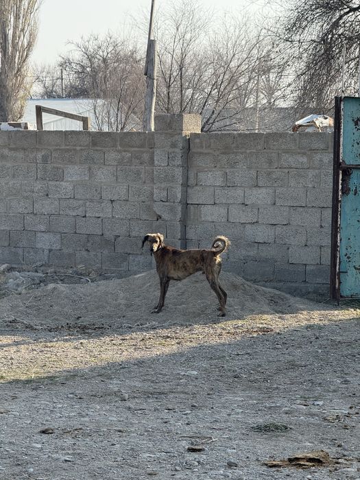 Тазы 1,5 жасар рабочи !!!