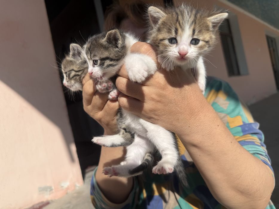 Отдам кошку бесплатно