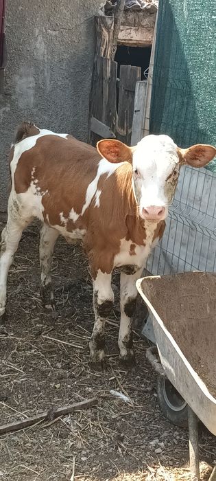 Vând vitica baltata românească