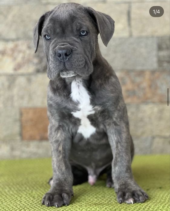 Кане корсо кученца