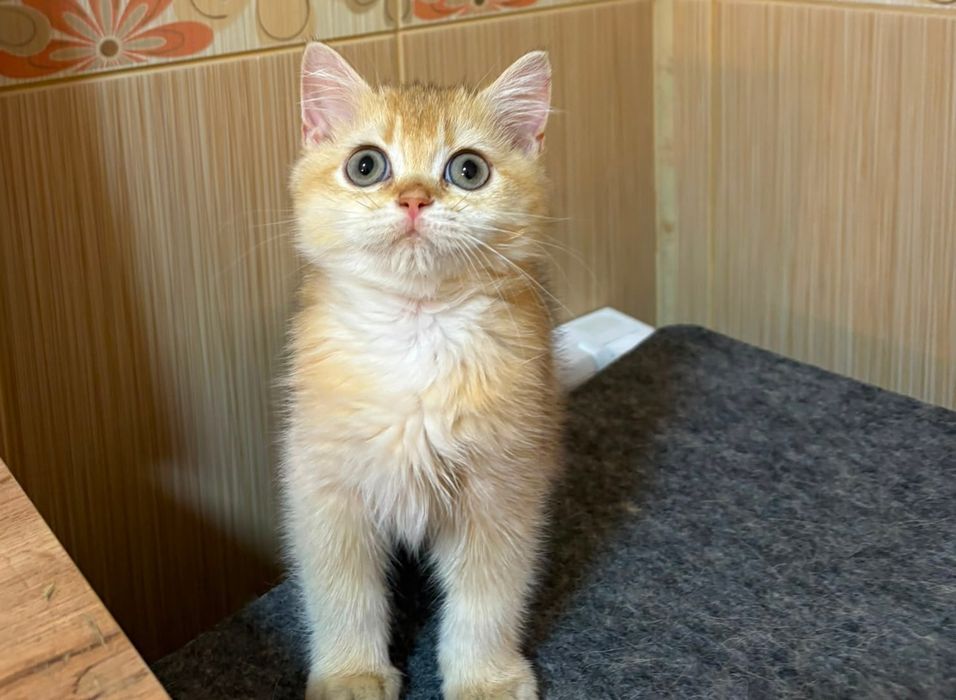 British shorthair cu pedigree