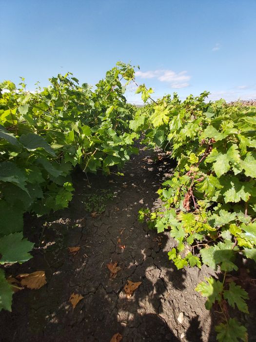 Vand butasi vita de vie altoita si hibrid