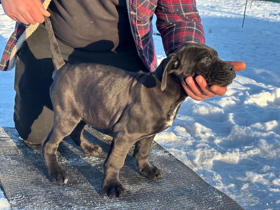 Vând câini Cane Corso, au 3 luni , 350 euro negociabil