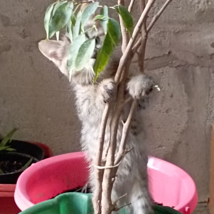 Милые кошечки 2 мес