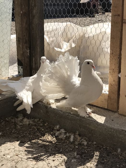 Porumbei  voltati maghiari