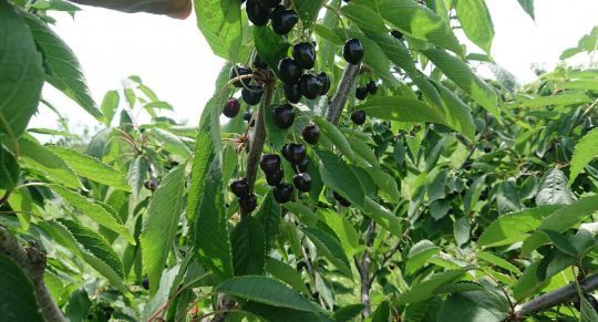 Cireș Amar De Maxut