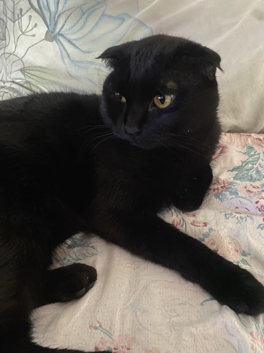 Приглошаем невесту на вязку