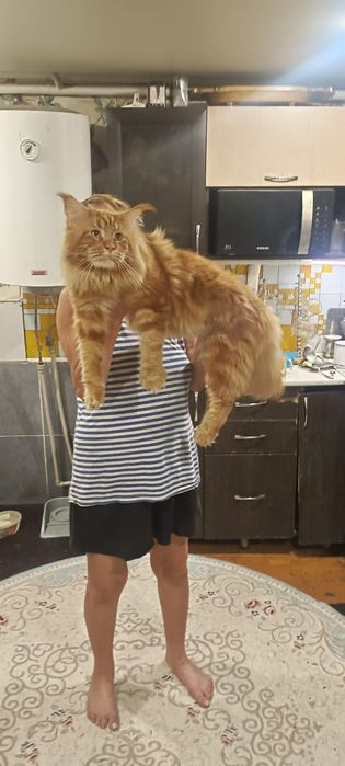 Продаются Котята Мейн куны