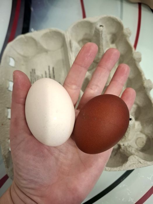 Oua pentru incubat