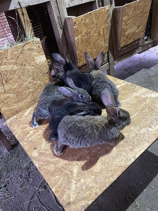 Продам крольчат кролики