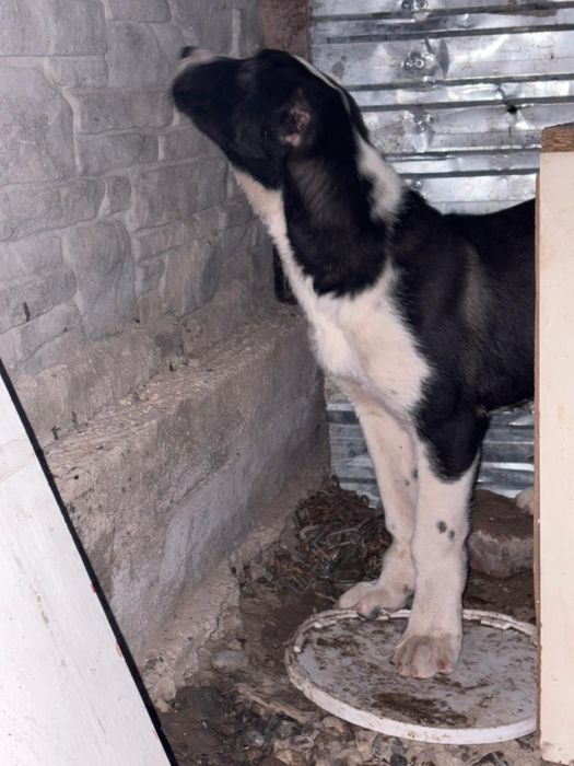 3 айлық еркек алабай күшік сатам