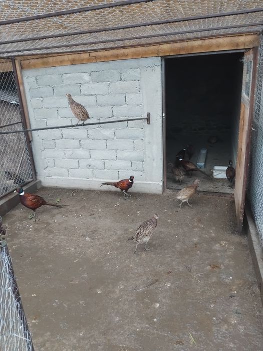 Vând fazani și fazănițe