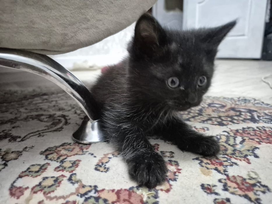 Котенок отдам в добрые руки