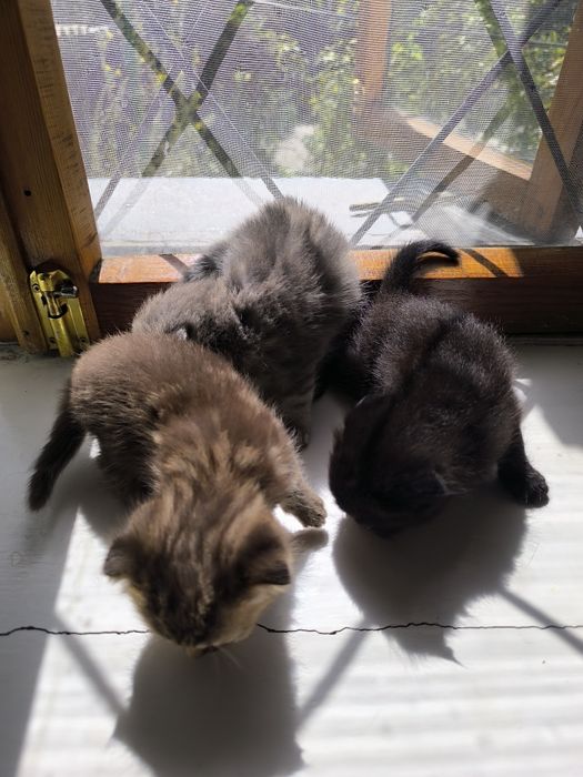 Продаются котята