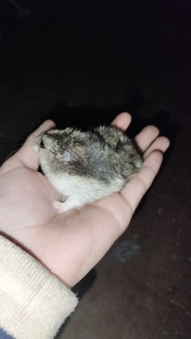 Продам хомяка город актобе
