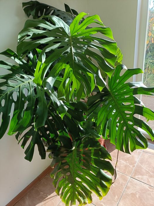 Plante verzi interior