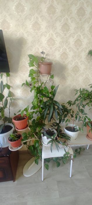 Продаются комнатные цветы