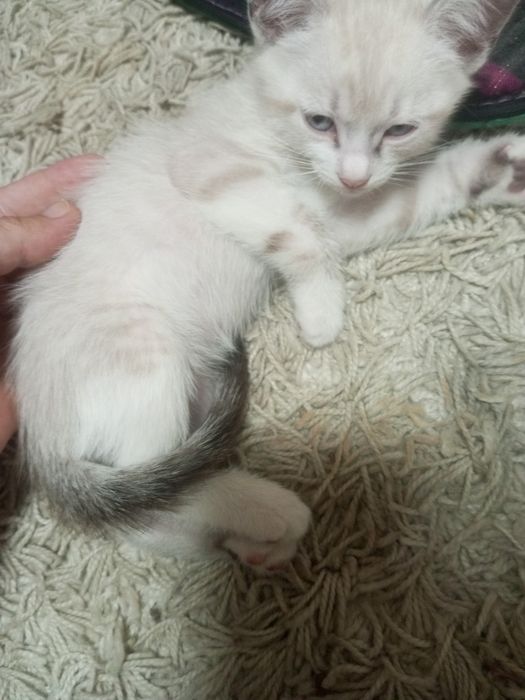 Отдам котят бесплатно