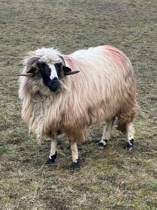 Disponibilă oaie și berbec