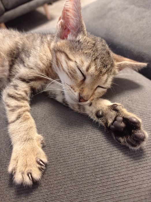 Подарява се коте