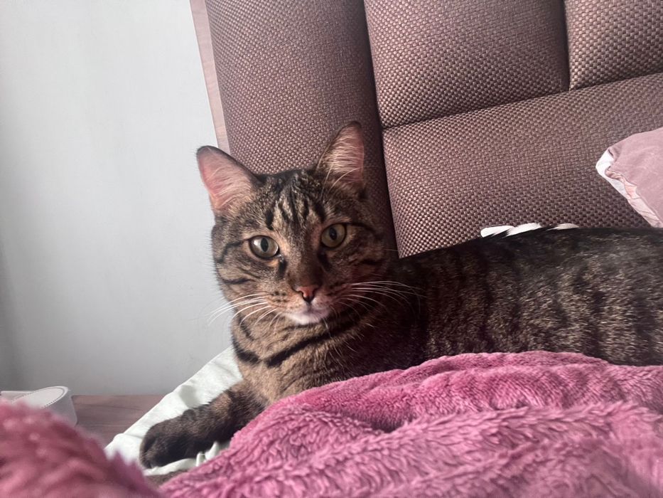 Отдам кота в добрые руки