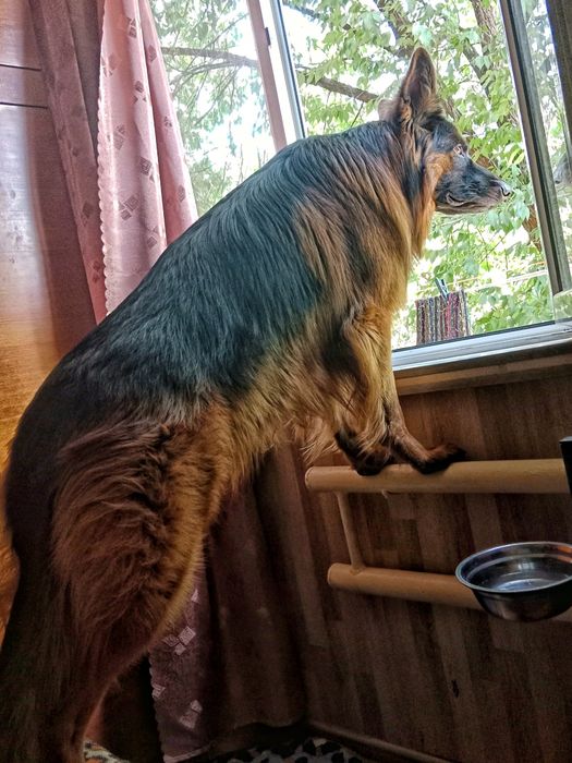 Ищем Невестку. Длинношёрстный кобель Немецкой овчарки