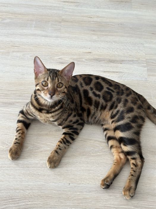 Бенгальский кот на вязку
