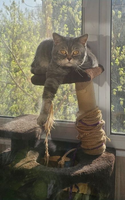 Срочно отдам кота в добрые руки