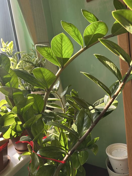 Продам домашние  цветы