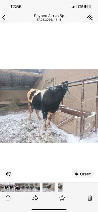 бұқа бордақы семіз….