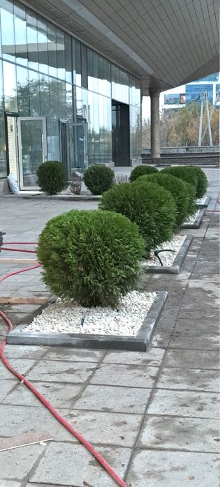 Озеленение под ключ