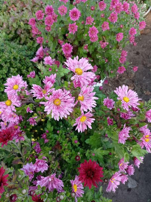 Хризантема недельная распродажа