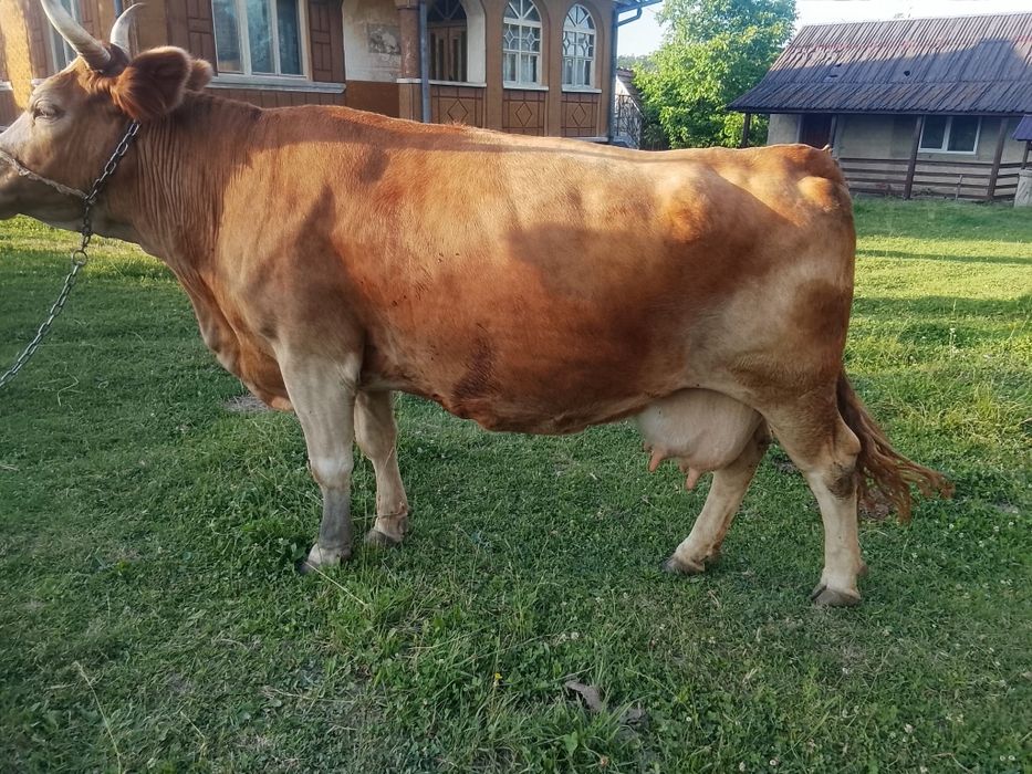 Vând vacă baltata românească de 10 ani