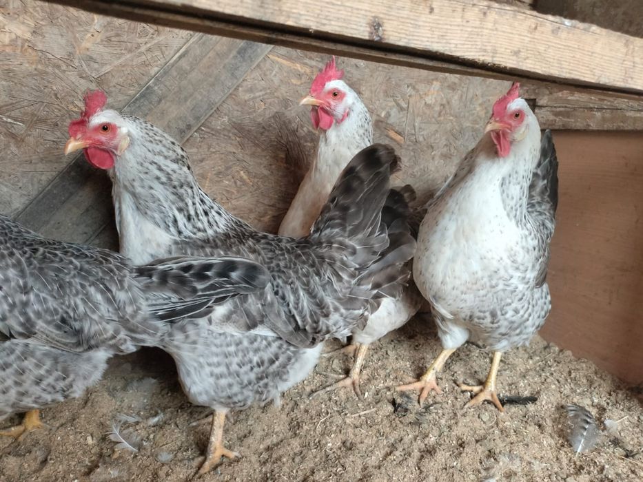 Продаётся куры Бараковские