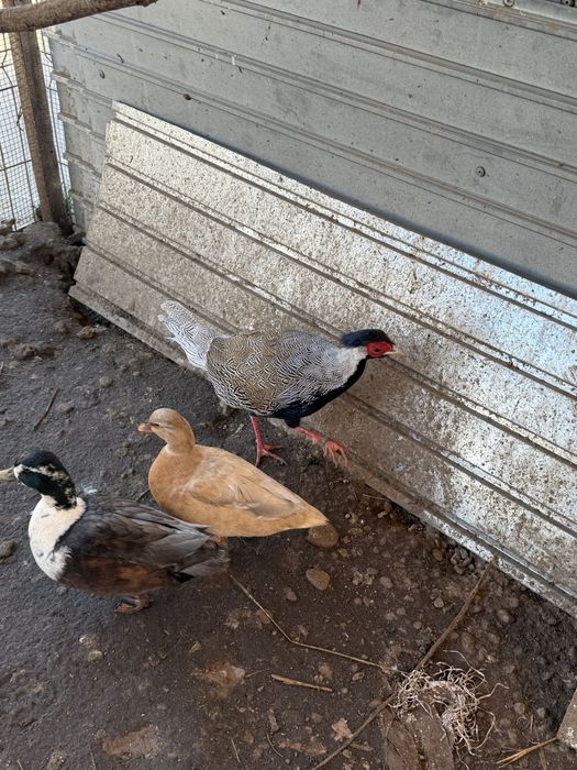 Vand fazan argintiu 2 ani