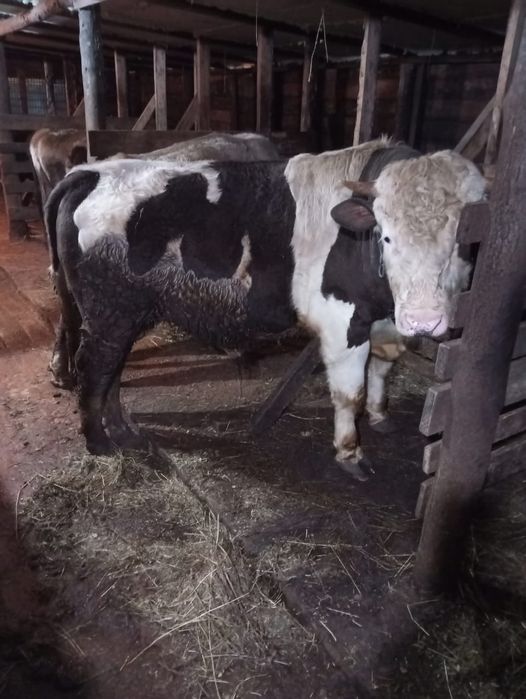 Продам быков с откорма.