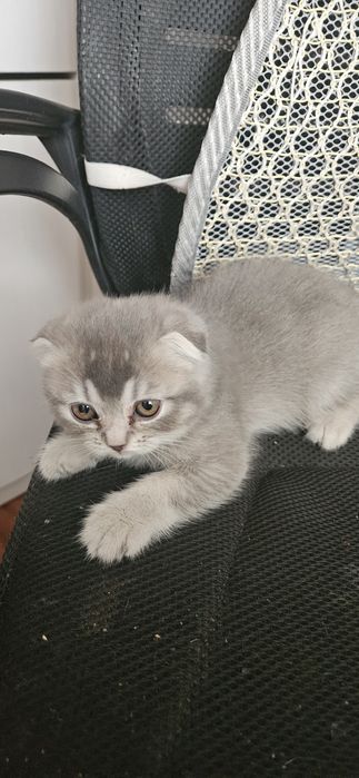 Британские котята