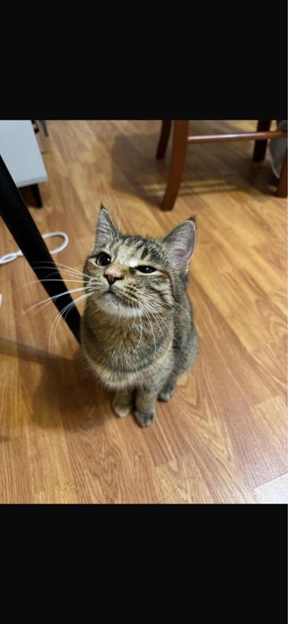 Кошечка Катч бесплатно