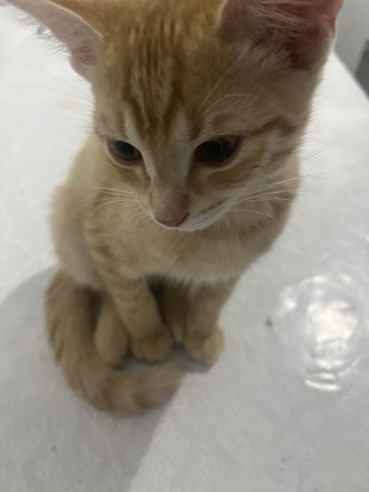 котенок мальчик 4 месяца