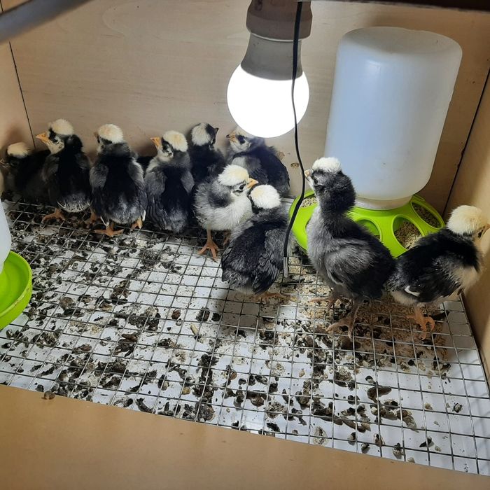 Vand pui motata olandeza