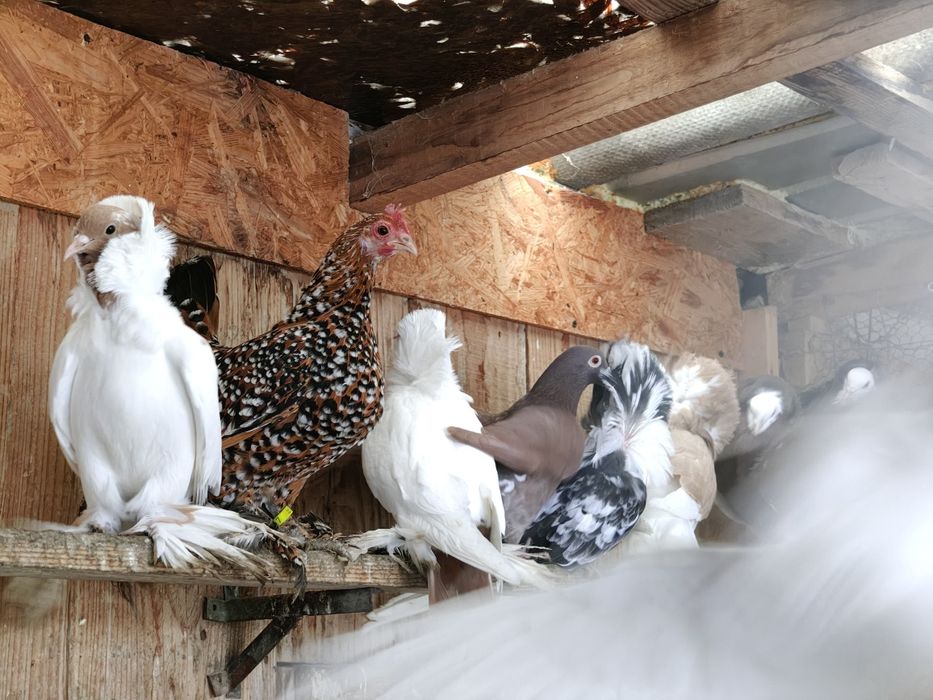 Porumbei  diferite rase.