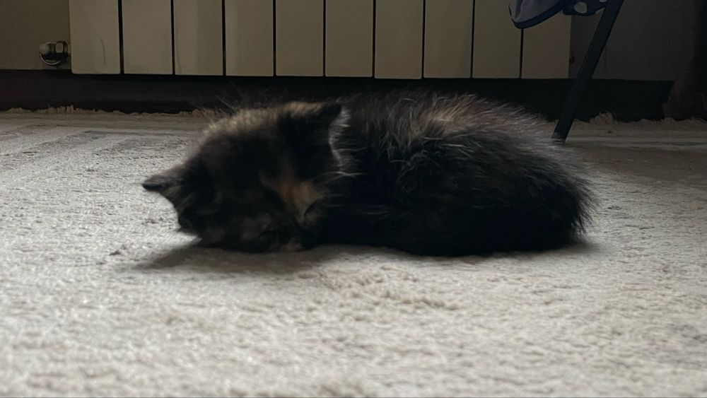 Отдам котят (девочки)
