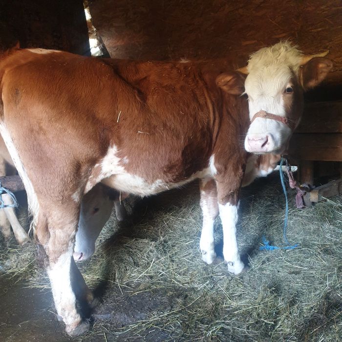 Juninca in varsta de  15  luni frumoasa ingrijita in jur de 350-400 kg